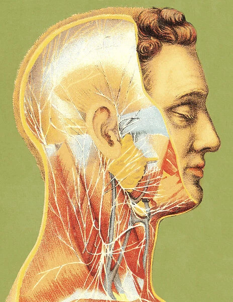 Vascular Illustation of Man