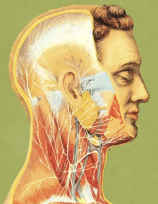 Framed Print : Vascular Illustation of Man