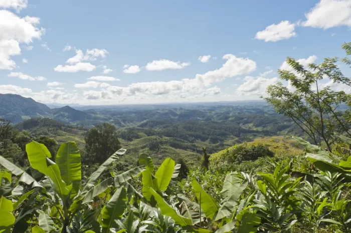 Framed Print : Vast mountainous landscape with banana trees at front, near Manakara, Madagascar Framed Print : Vast mountainous landscape with banana trees at front, near Manakara, Madagascar
