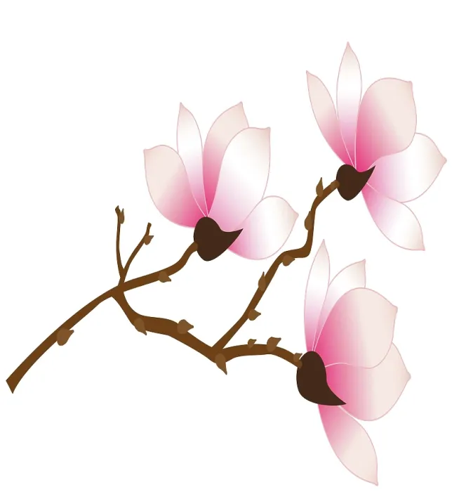 Framed Print : Vector artwork of pink Magnolia flowers on a branch Framed Print : Vector artwork of pink Magnolia flowers on a branch