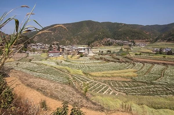 Vegetable plot in china