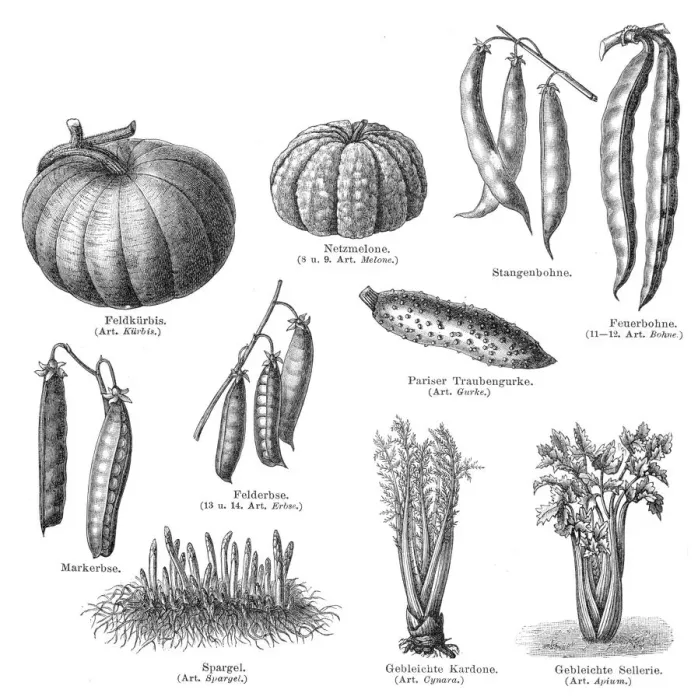 Framed Print : Vegetables engraving 1895 Framed Print : Vegetables engraving 1895