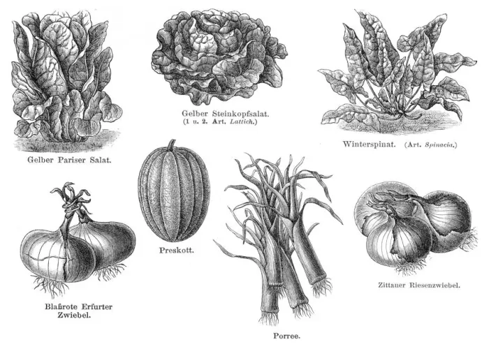 Framed Print : Vegetables engraving 1895 Framed Print : Vegetables engraving 1895