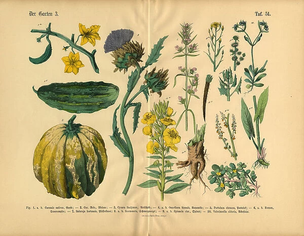 Vegetables and Flowers of the Garden, Victorian Botanical Illustration