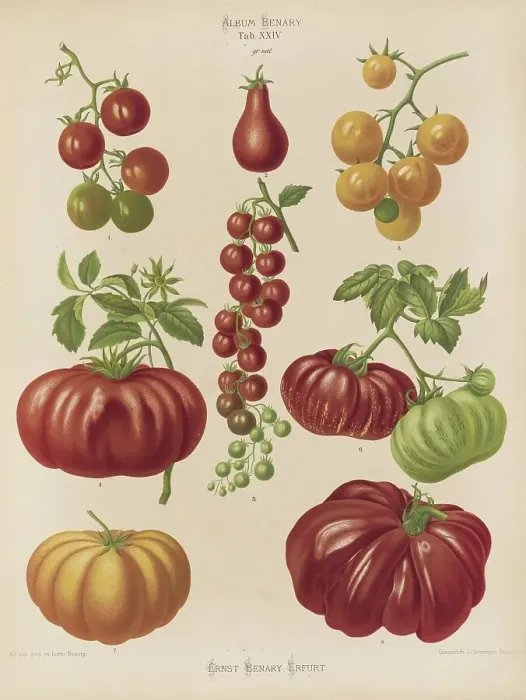 Framed Print : Vegetables, various tomatoes, after Ernst Samuel Benary (10 November 1819, 19 February 1893), Hessian horticulturalist, Historical, digitally restored reproduction from a 19th century original, Record date not stated Framed Print : Vegetables, various tomatoes, after Ernst Samuel Benary (10 November 1819, 19 February 1893), Hessian horticulturalist, Historical, digitally restored reproduction from a 19th century original, Record date not stated