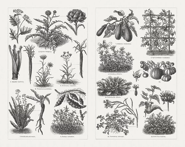 Vegetables, wood engravings, published in 1897