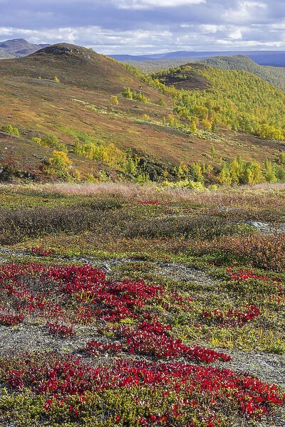 Vegetation in autumn colours, Vindelfjaellen, Vaesterbotten County, Sweden