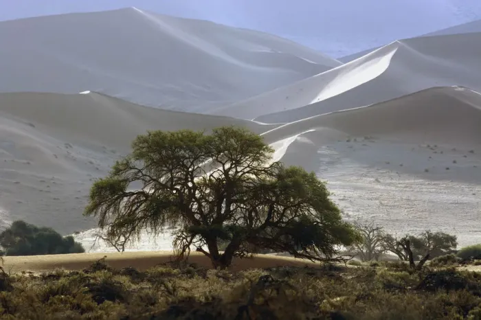 Framed Print : Vegetation in front of sand dunes, Namib, Hardap Region, Namibia