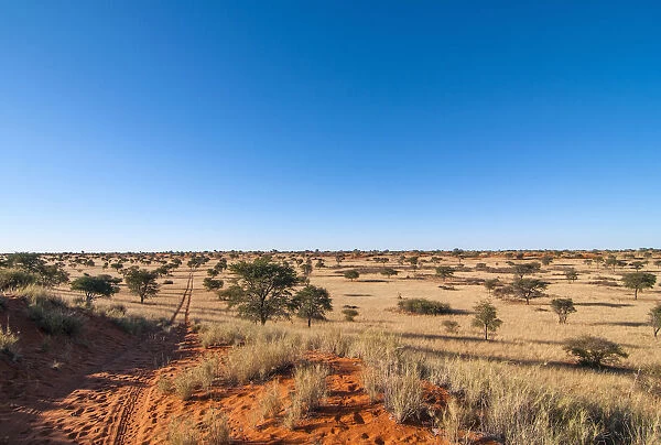 Vehicle tracks through dry grass in the Kalahari. Stampriet District, Namibia