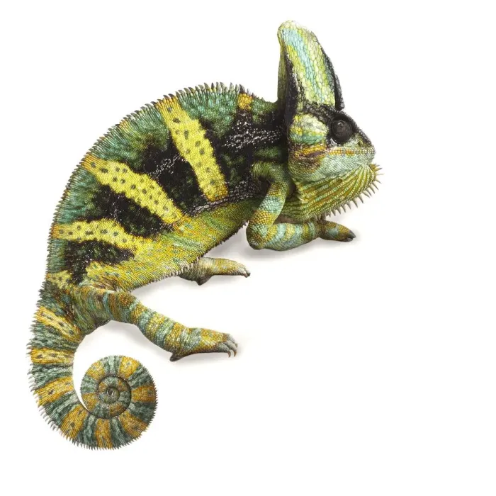 Framed Print : Veiled chameleon