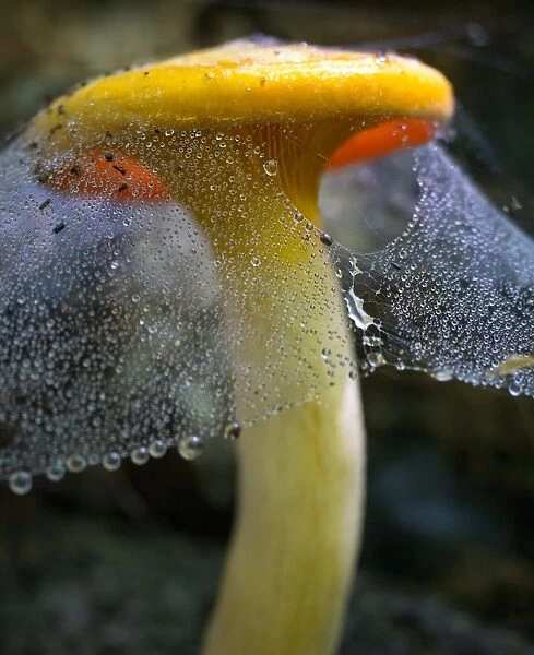 veiled mushroom