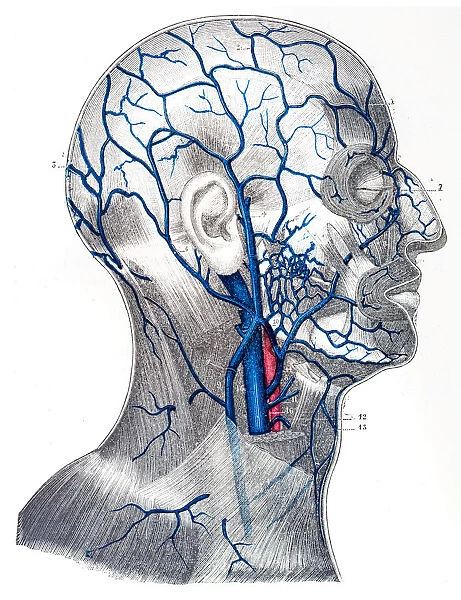Veins of the cranium and face engraving 1894