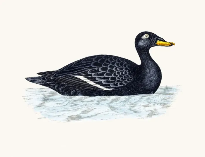Framed Print : Velvet Scoter Sea Duck Waterfowl bird Framed Print : Velvet Scoter Sea Duck Waterfowl bird