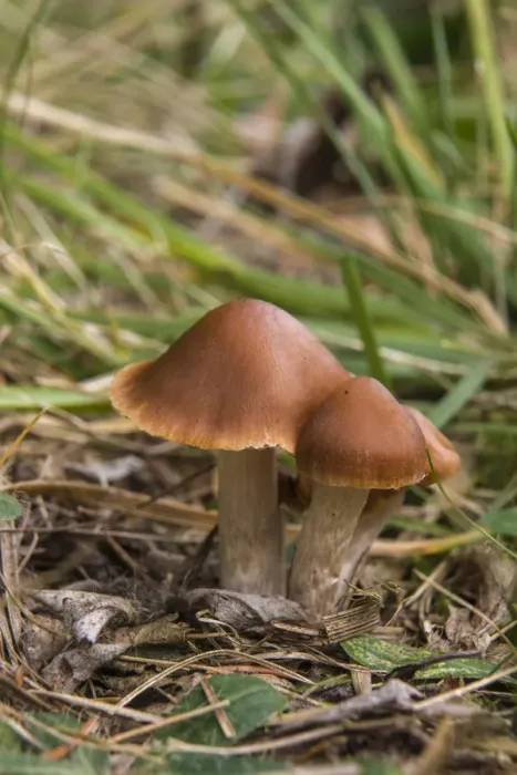 Framed Print : Velvety Webcap -Cortinarius junghuhnii-, Thuringia, Germany Framed Print : Velvety Webcap -Cortinarius junghuhnii-, Thuringia, Germany