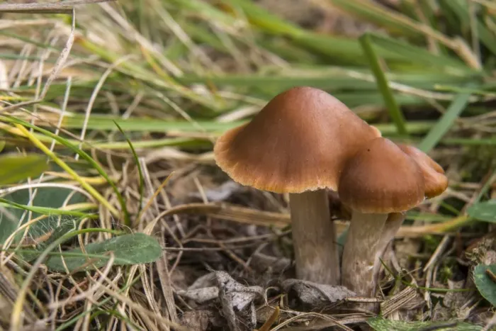 Framed Print : Velvety Webcap -Cortinarius junghuhnii-, Thuringia, Germany