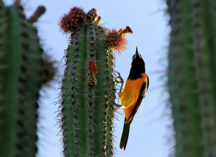 Framed Print : Venezuelan troupial (icterus icterus) on a cactus Framed Print : Venezuelan troupial (icterus icterus) on a cactus