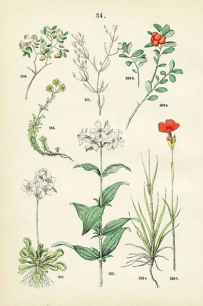 Venus fly trap, lignum vitae, kinnikinnick, cartusian pink, low baby's-breath, soapwort, yellow mountain saxifrage - Botanical illustration 1883