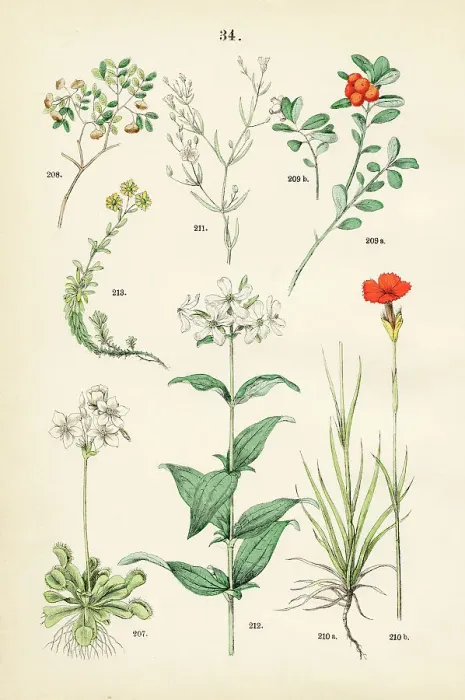 Framed Print : Venus fly trap, lignum vitae, kinnikinnick, cartusian pink, low baby's-breath, soapwort, yellow mountain saxifrage - Botanical illustration 1883 Framed Print : Venus fly trap, lignum vitae, kinnikinnick, cartusian pink, low baby's-breath, soapwort, yellow mountain saxifrage - Botanical illustration 1883
