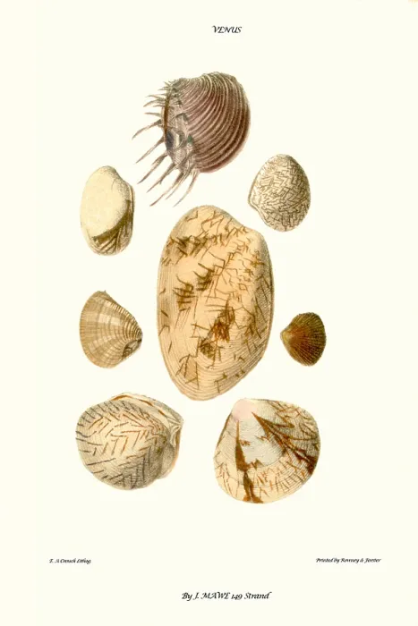Framed Print : venus shells Framed Print : venus shells