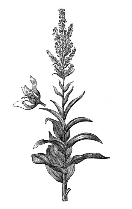 Framed Print : Veratrum album (false helleborine, white hellebore, European white hellebore, or white veratrum) Framed Print : Veratrum album (false helleborine, white hellebore, European white hellebore, or white veratrum)