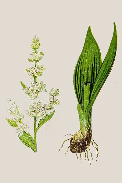 Veratrum album, perennial herb known as hemetic in antiquity, with high poisonous roots