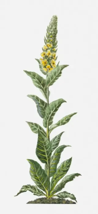 Framed Print : Verbascum thapsus (Common Mullein) with yellow flowers and green leaves on tall stem Framed Print : Verbascum thapsus (Common Mullein) with yellow flowers and green leaves on tall stem