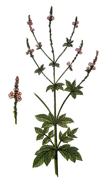 Verbena officinalis, the common vervain or common verbena