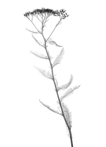 Verbena plant, X-ray