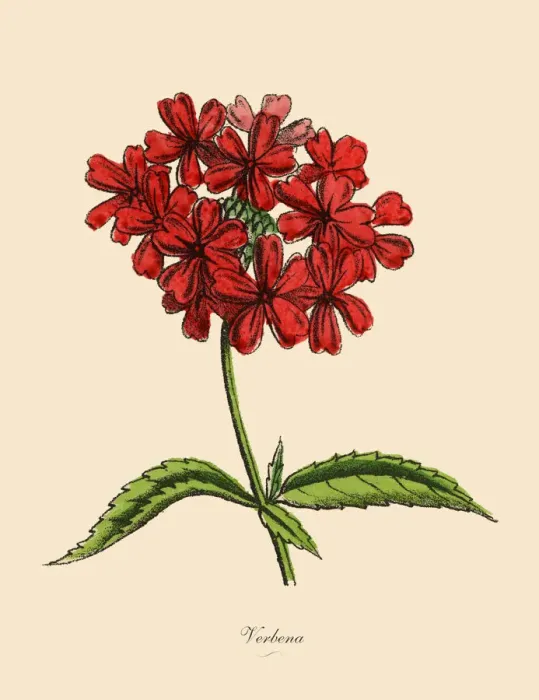Framed Print : Verbena Plants, Victorian Botanical Illustration Framed Print : Verbena Plants, Victorian Botanical Illustration