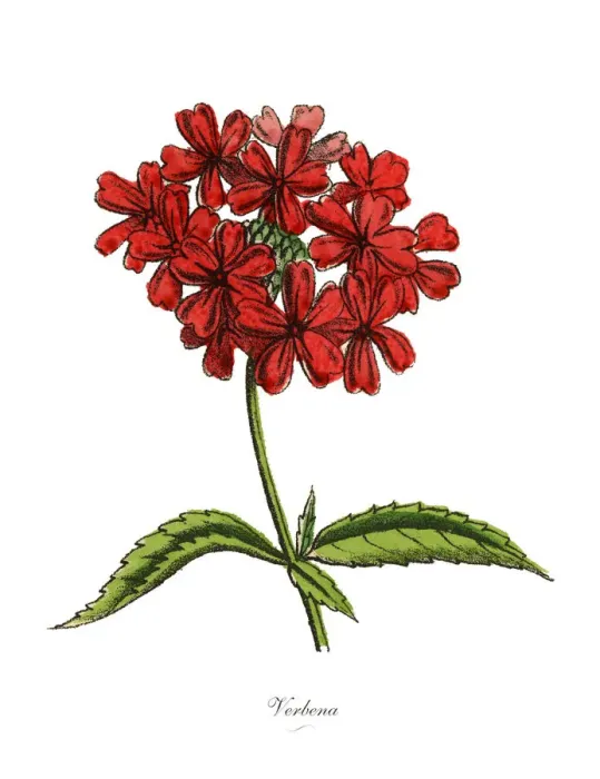 Framed Print : Verbena Plants, Victorian Botanical Illustration Framed Print : Verbena Plants, Victorian Botanical Illustration