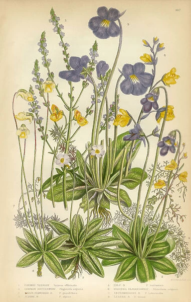 Verbena, Vervain, Butterworth, Pinguicula, Bladderwort, Victorian Botanical Illustration