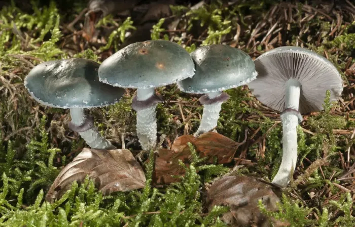 Framed Print : Verdigris Agaric -Stropharia aeruginosa-, Untergroeningen, Baden-Wuerttemberg, Germany, Europe Framed Print : Verdigris Agaric -Stropharia aeruginosa-, Untergroeningen, Baden-Wuerttemberg, Germany, Europe