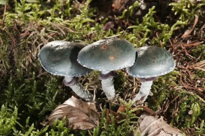 Framed Print : Verdigris Agaric -Stropharia aeruginosa-, Untergroeningen, Baden-Wuerttemberg, Germany, Europe Framed Print : Verdigris Agaric -Stropharia aeruginosa-, Untergroeningen, Baden-Wuerttemberg, Germany, Europe