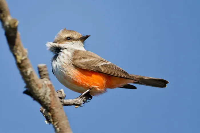 Framed Print : Vermilion Flycatcher