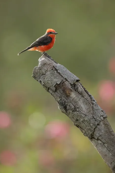 Framed Print : Vermilion Flycatcher (Pyrocephalus rubinus) Framed Print : Vermilion Flycatcher (Pyrocephalus rubinus)