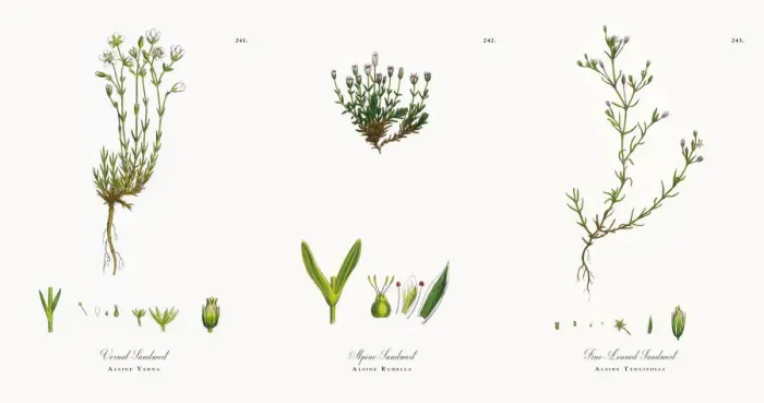 Framed Print : Vernal Sandwort, Alsine Verna, Victorian Botanical Illustration, 1863 Framed Print : Vernal Sandwort, Alsine Verna, Victorian Botanical Illustration, 1863