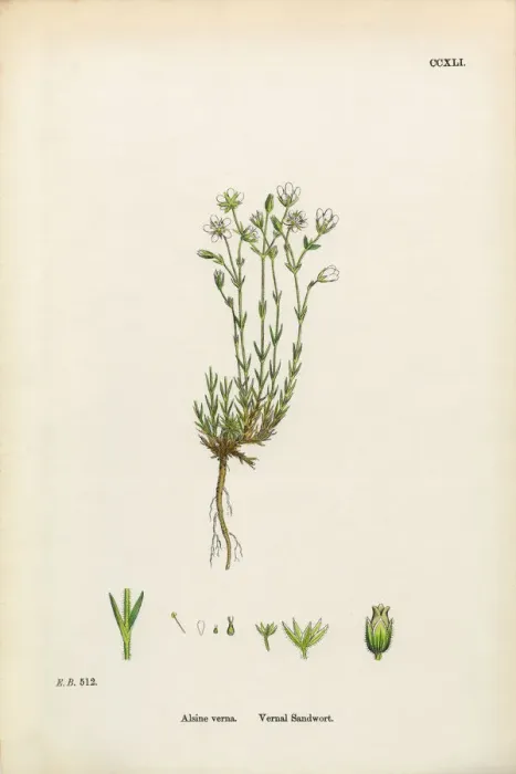 Framed Print : Vernal Sandwort, Alsine Verna, Victorian Botanical Illustration, 1863