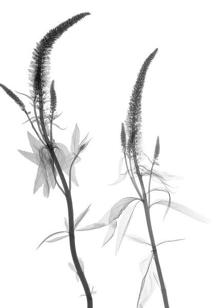 Veronica flowers, X-ray