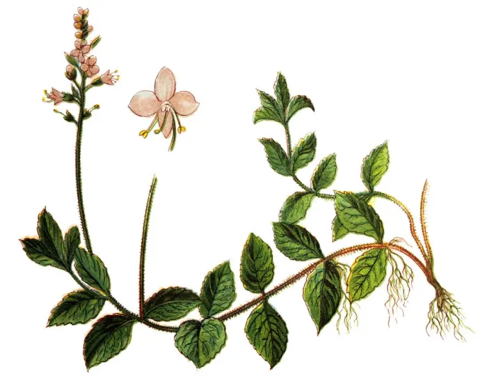 Framed Print : Veronica officinalis (heath speedwell, common gypsyweed, common speedwell, or Paul s