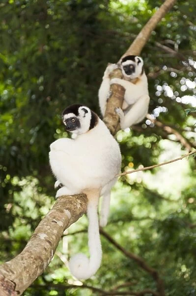 Two Verreauxs Sifakas -Propithecus verreauxi- sitting in a tree, Nakampoana Nature Reserve, Madagascar