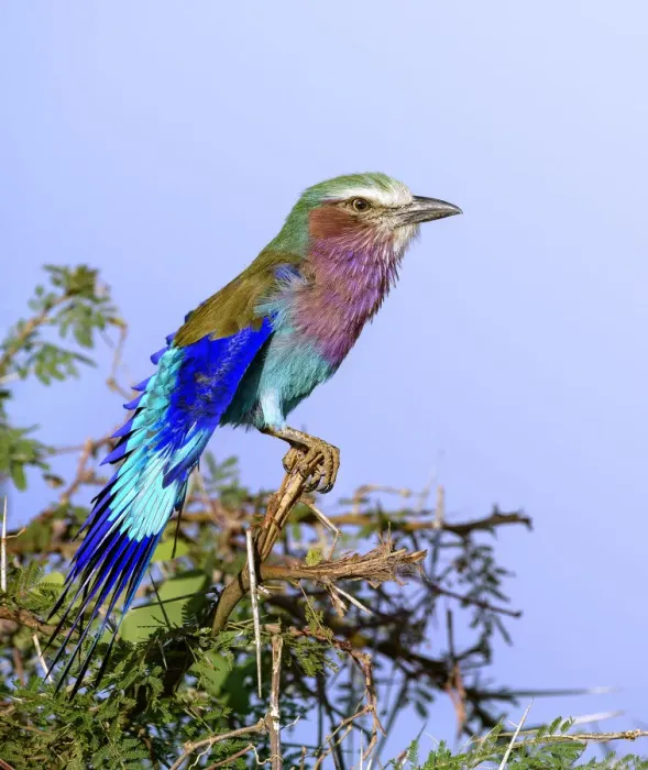 Framed Print : Vertical of Beautiful Lilac Breasted Roller Against Blue Sky at Samburu, Kenya Framed Print : Vertical of Beautiful Lilac Breasted Roller Against Blue Sky at Samburu, Kenya