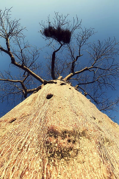 Vertical viewpoint of a Boabab tree - Mussina South Africa
