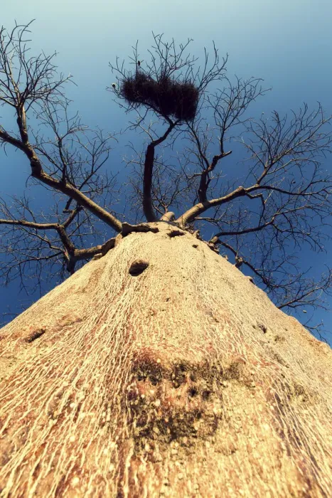 Framed Print : Vertical viewpoint of a Boabab tree - Mussina South Africa Framed Print : Vertical viewpoint of a Boabab tree - Mussina South Africa