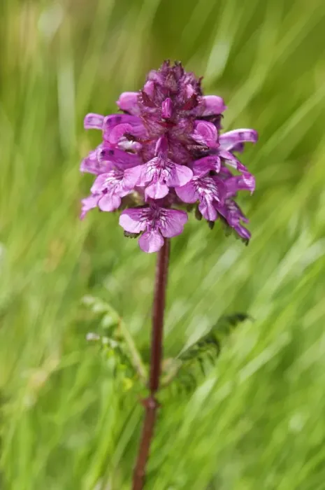 Framed Print : Verticillate lousewort -Pedicularis verticillata-, Sanetschpass, Switzerland Framed Print : Verticillate lousewort -Pedicularis verticillata-, Sanetschpass, Switzerland