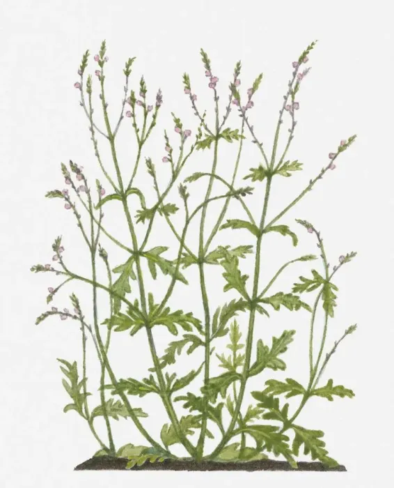 Framed Print : Vervain officinalis (Common Vervain) pink flowers and green leaves on tall stems Framed Print : Vervain officinalis (Common Vervain) pink flowers and green leaves on tall stems