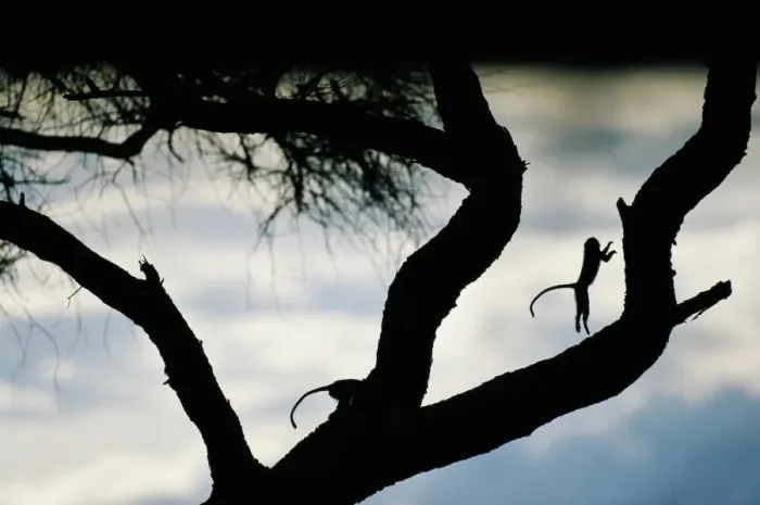 Framed Print : Vervet monkey (Cercopithecus aethiops) in acacia tree, sunset Framed Print : Vervet monkey (Cercopithecus aethiops) in acacia tree, sunset