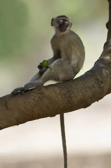Framed Print : Vervet Monkey, Mana Pools National Park, Zimbabwe Framed Print : Vervet Monkey, Mana Pools National Park, Zimbabwe