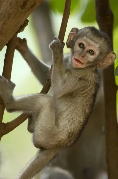 Framed Print : Vervet Monkey, Mana Pools National Park, Zimbabwe Framed Print : Vervet Monkey, Mana Pools National Park, Zimbabwe