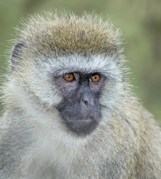 Framed Print : Vervet monkey portrait Framed Print : Vervet monkey portrait