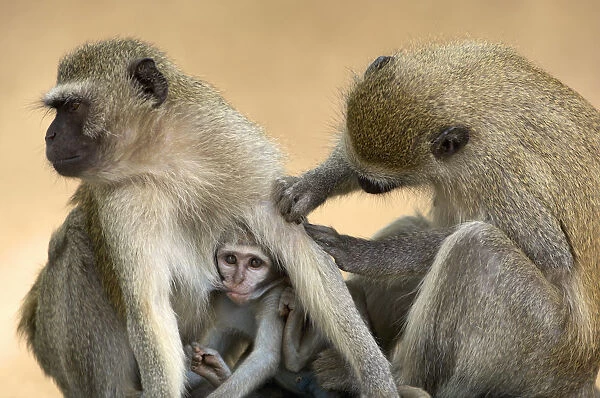 Vervet Monkeys, Mana Pools National Park, Zimbabwe